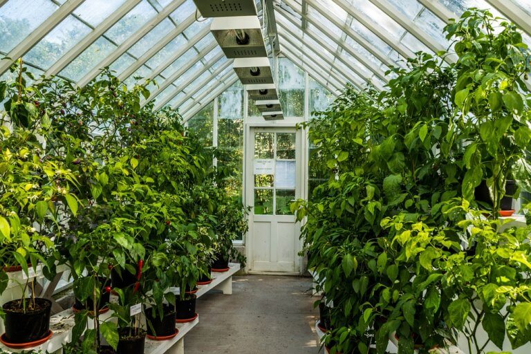 Jak vybrat zahradní skleník