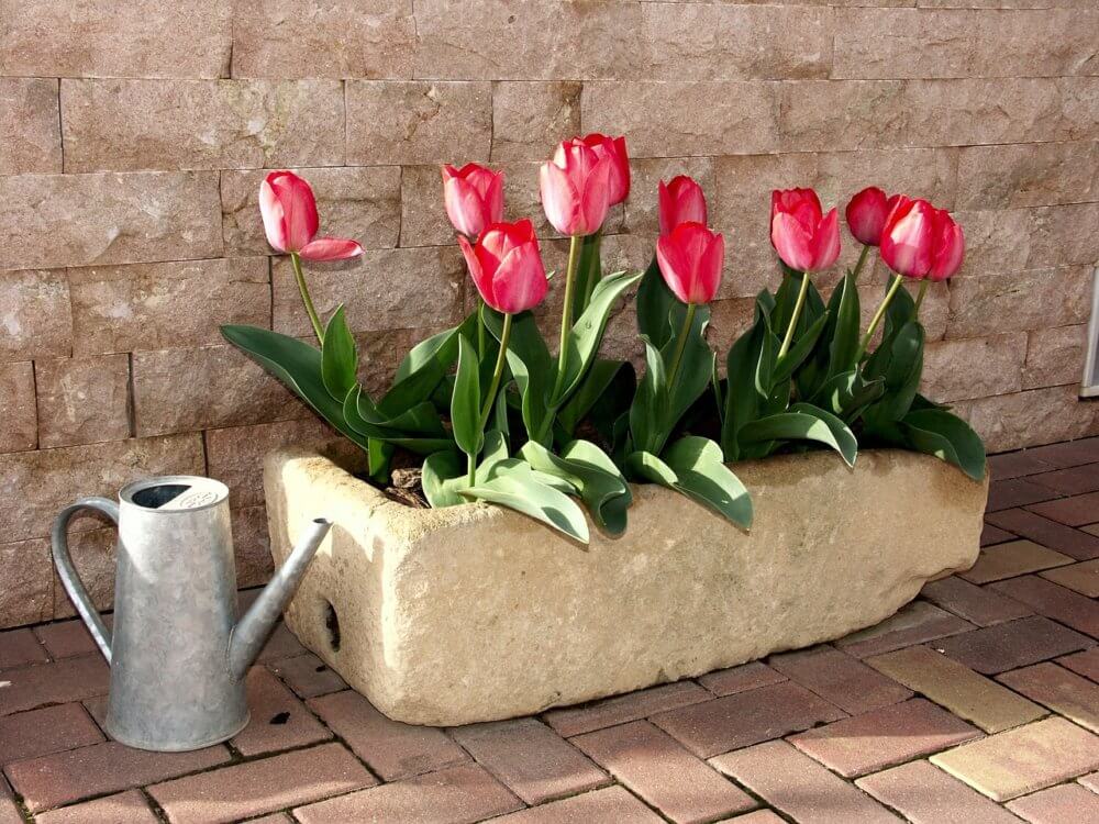 Tulipán v květináči